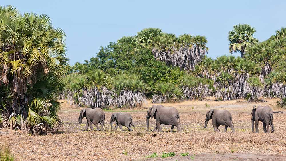 Nyerere National Park formerly Selous Tanzania safari