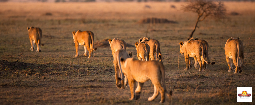 Why is Tanzania a popular safari destination