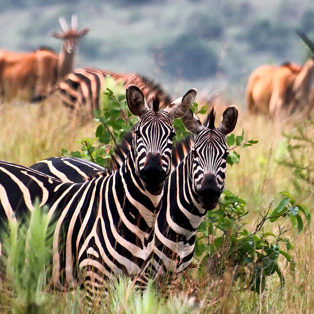 Akagera National Park in Rwanda