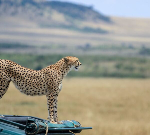 Cheetah Maasai Mara
