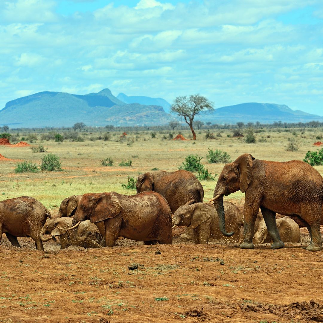 Amboseli & Tsavo West Safari