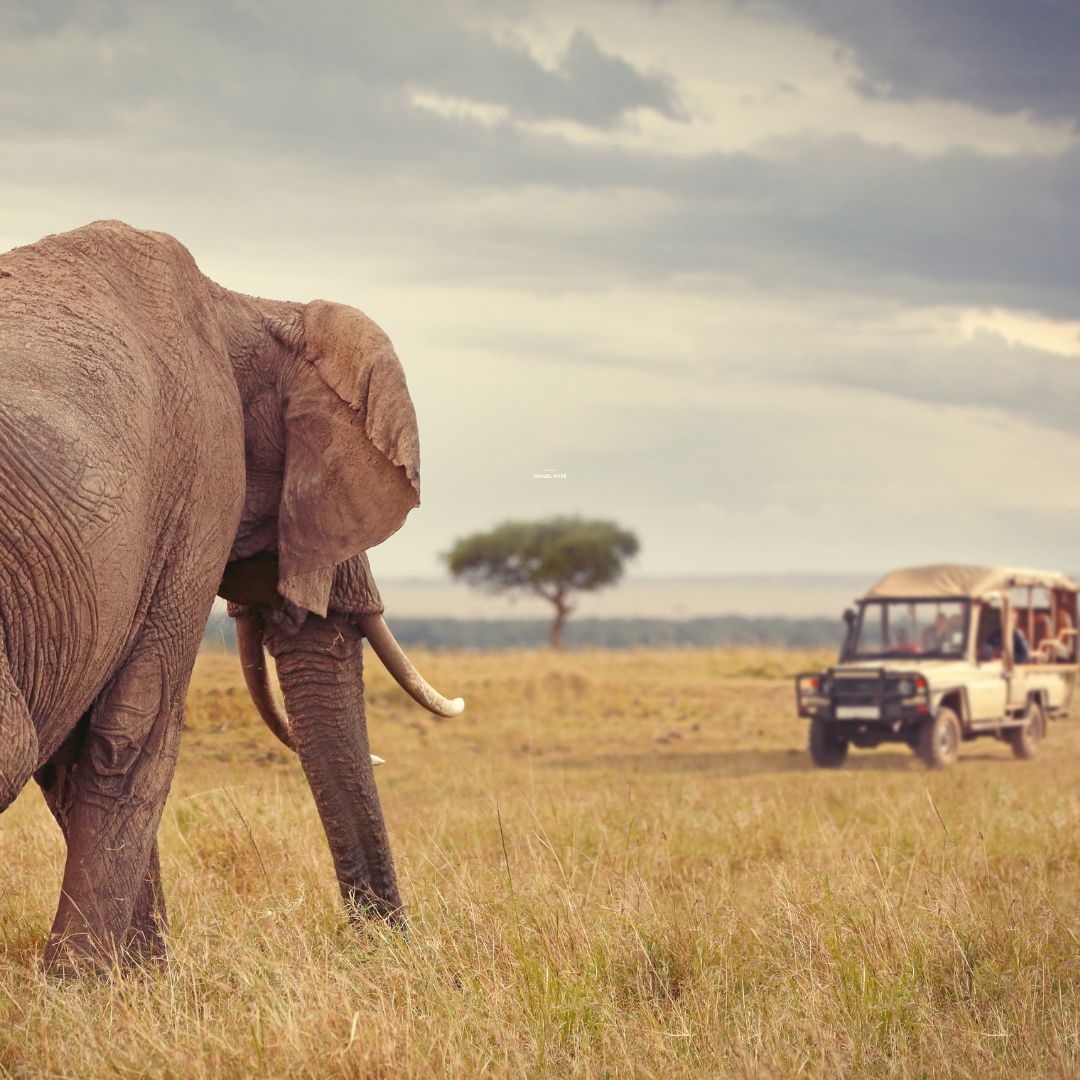 Masai Mara Group Safari