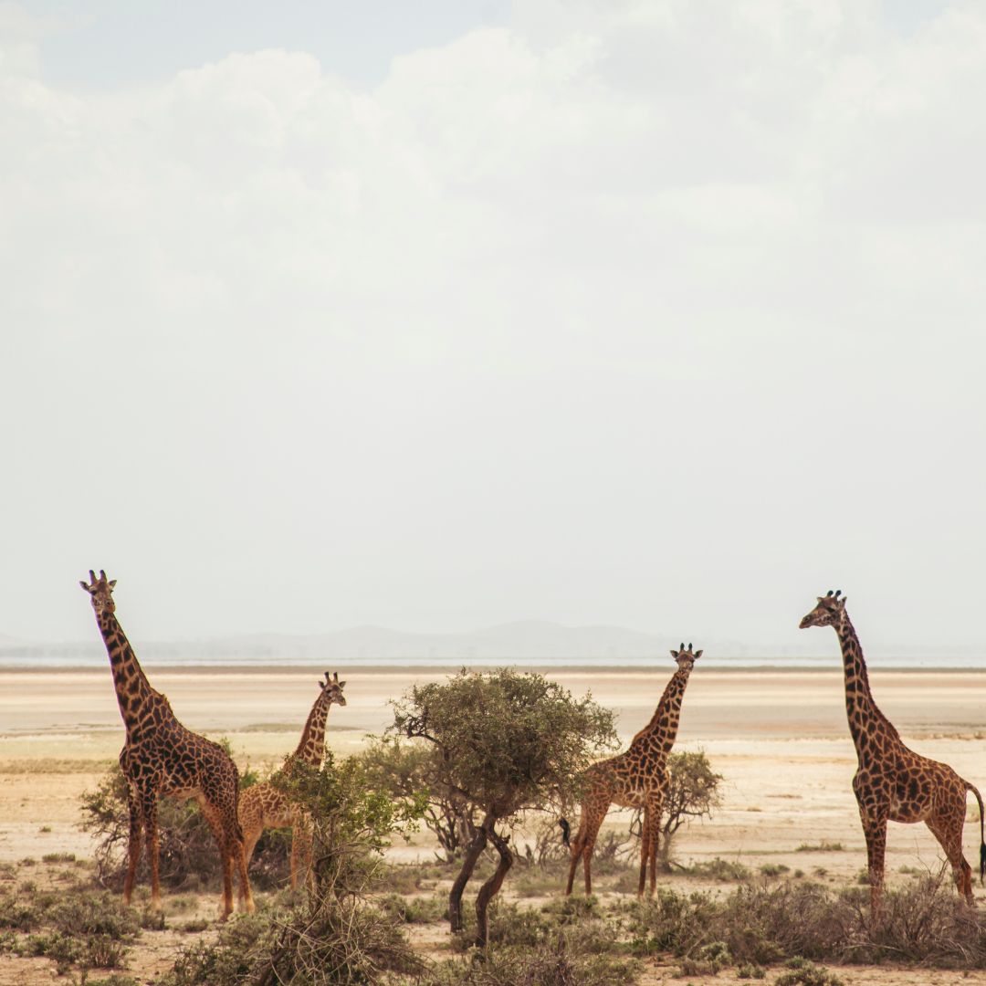 Giraffes in Amboseli National Park in Kenya