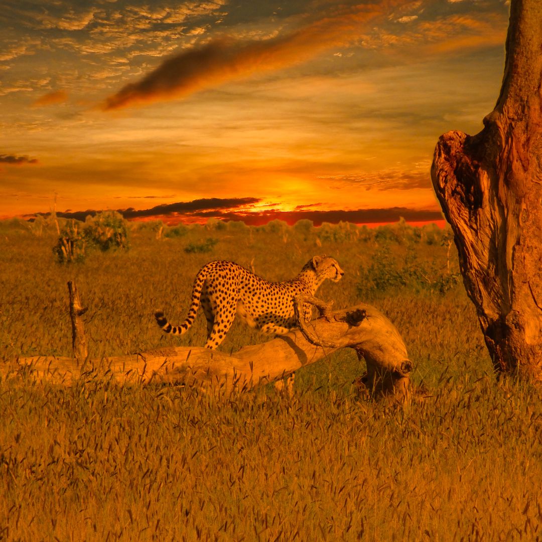 Tsavo East & Tsavo West Safari