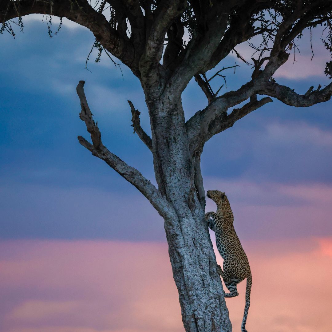 Amboseli, Lake Nakuru & Maasai Mara Safari