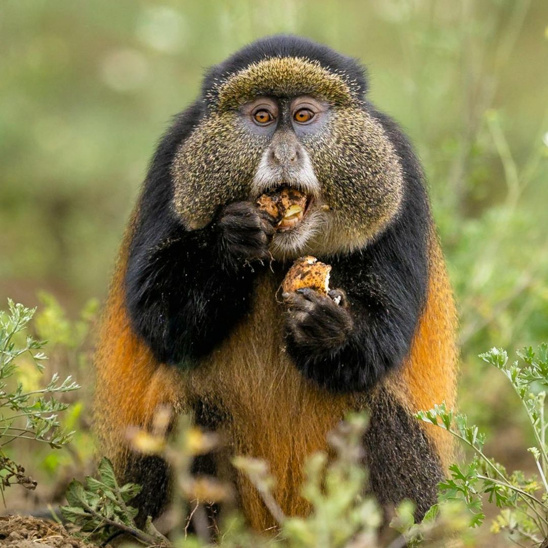 Ultimate Rwanda Expedition