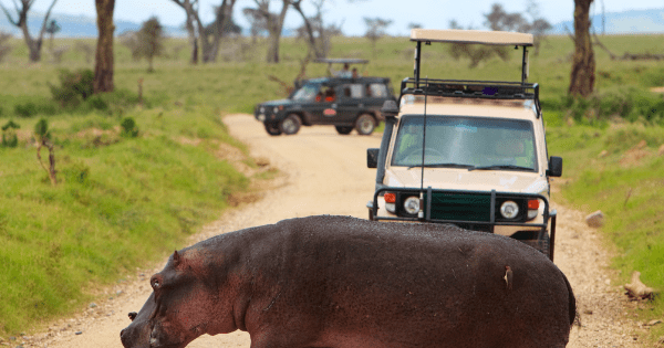 Serengeti game drive