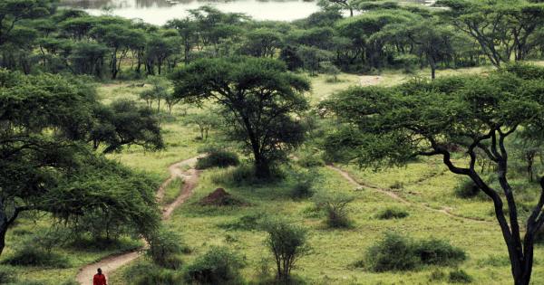 Seronera area, Serengeti National Park, Tanzania