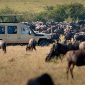 Serengeti migration safari