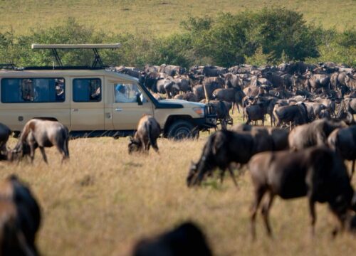 Serengeti Migration