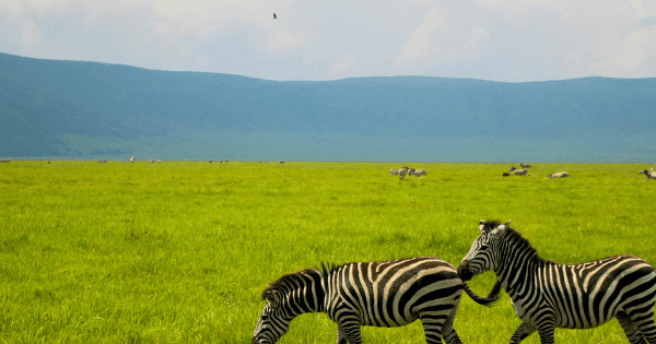 zebras in ngorongoro crater
