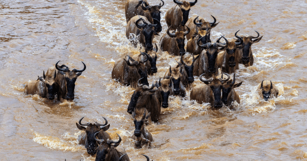 Wildebeest crossing the Mara river in Serengeti national park, Tanzania. Great migration