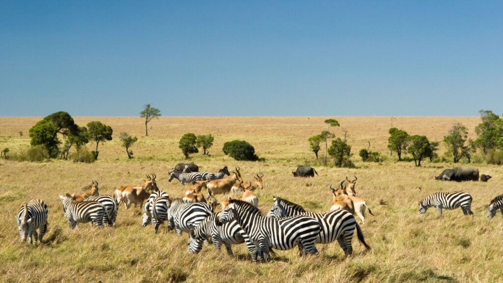 Zebras in Maasai Mara