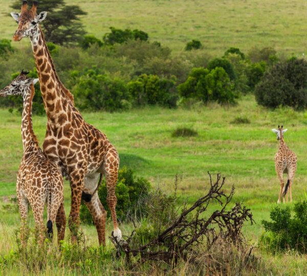 giraffes in Maasai Mara