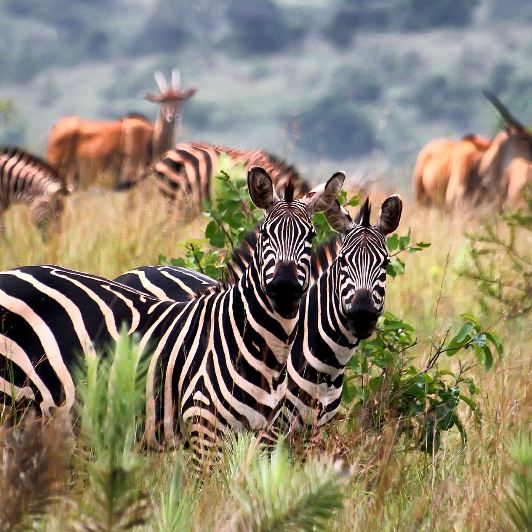 Rwanda Adventure Tour