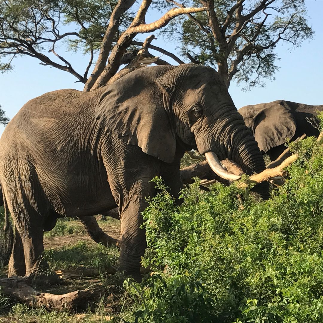 Safari to Murchison Falls & Kibale Forest National Parks