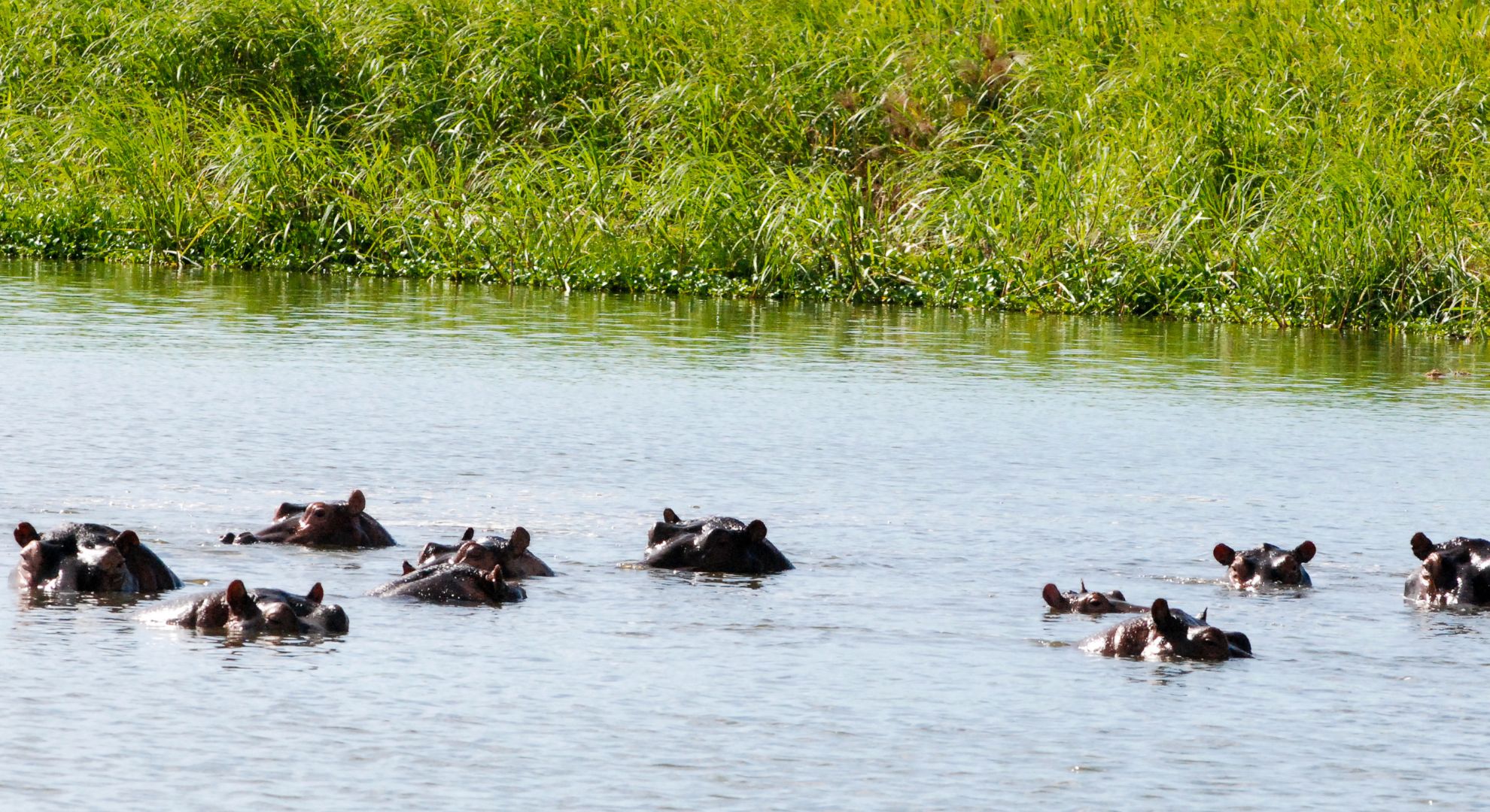 Hippos in Murchison Falls National Park Uganda