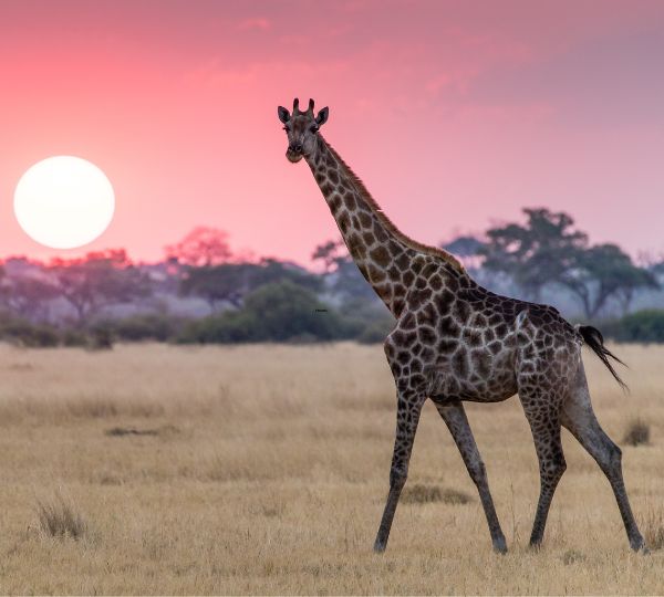 giraffe walking and looking at the camera at sunset in Savuti, Botswana