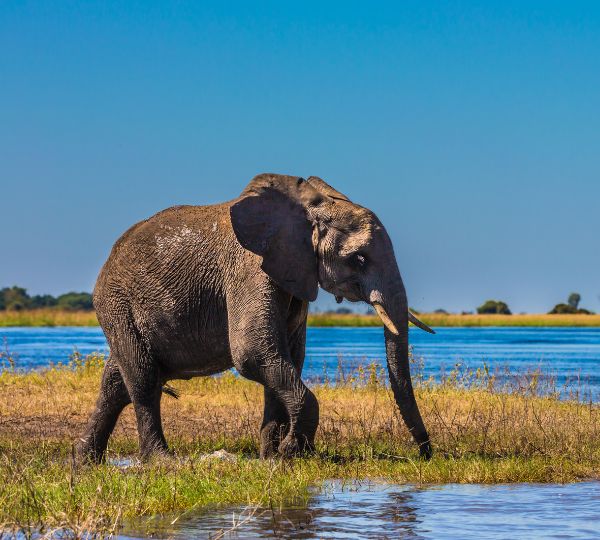 Okavango Delta