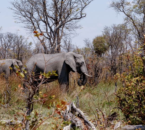 African Elephant Moremi Game Reserve
