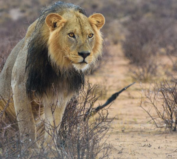 lion in Kalahari