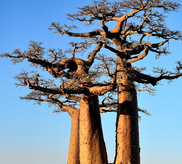 Baines’ Baobabs