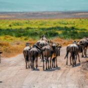 Wildebeests Tanzania safari