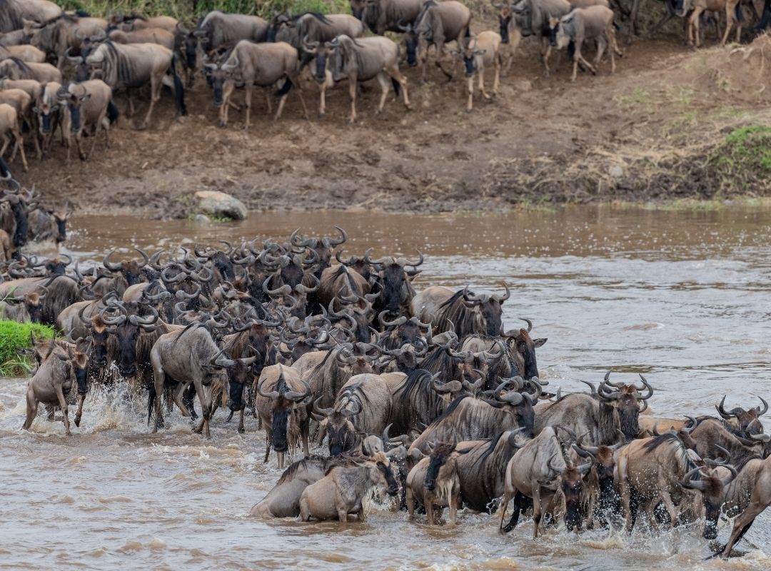 Serengeti migration