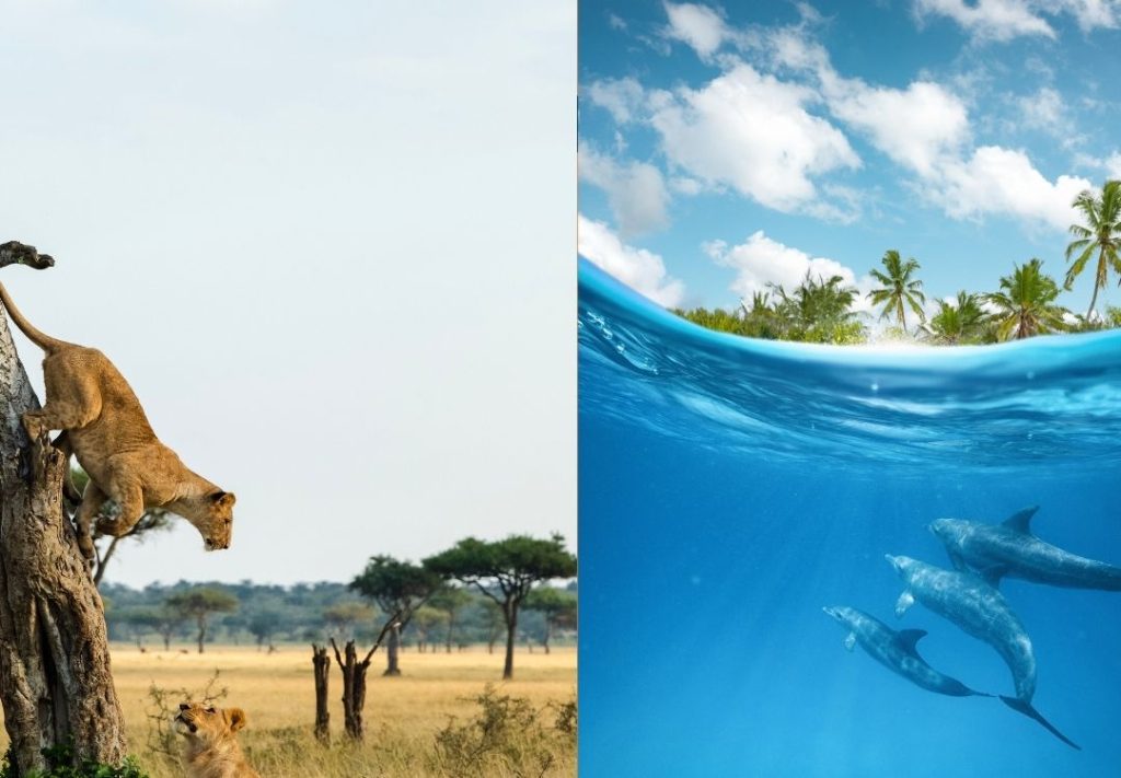 Tanzania Safari and Zanzibar Beach Holiday