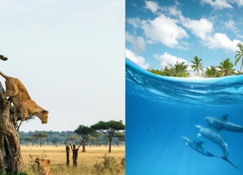 Tanzania Safari and Zanzibar Beach Holiday