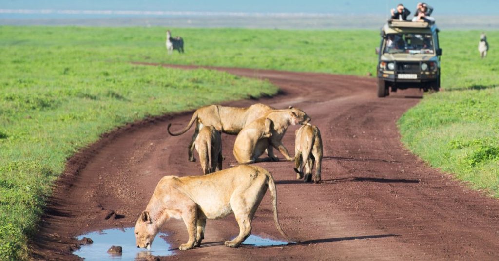 Lions on African Safari in Tanzania