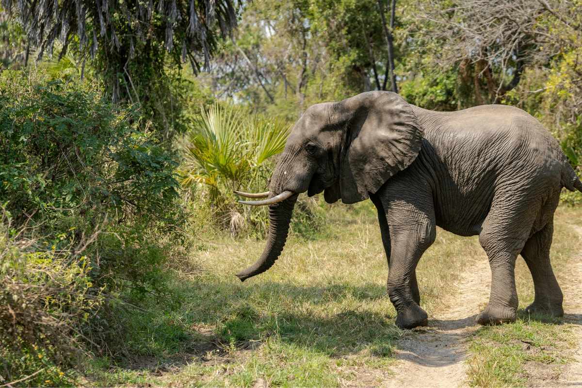 Elephant in Tarangire National Park