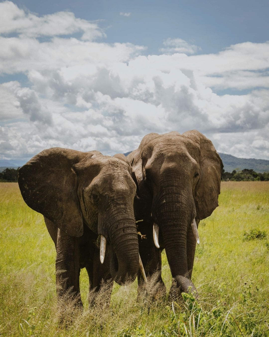 Tanzania Safaris