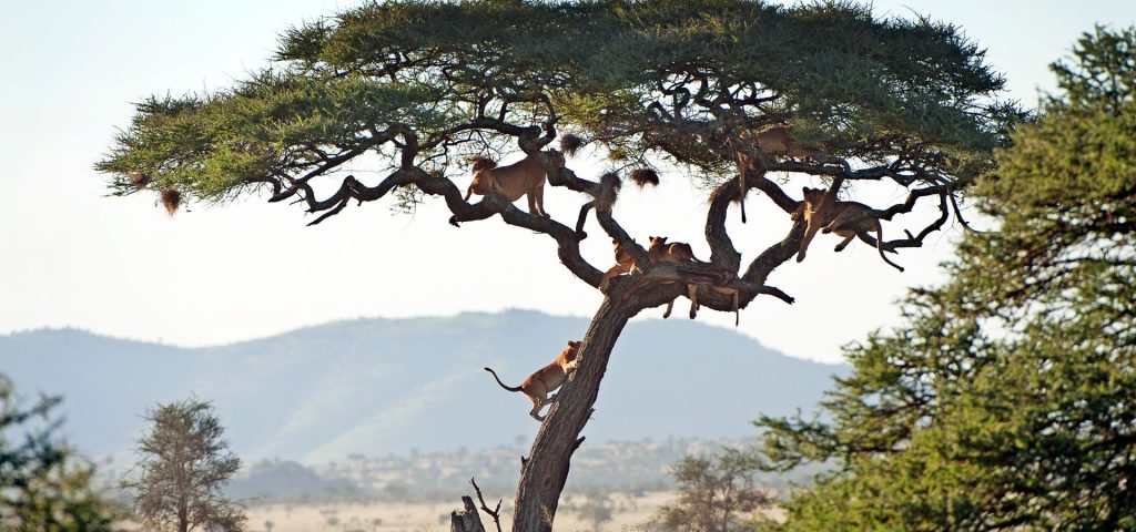 7‑Day TanzaniaSafari