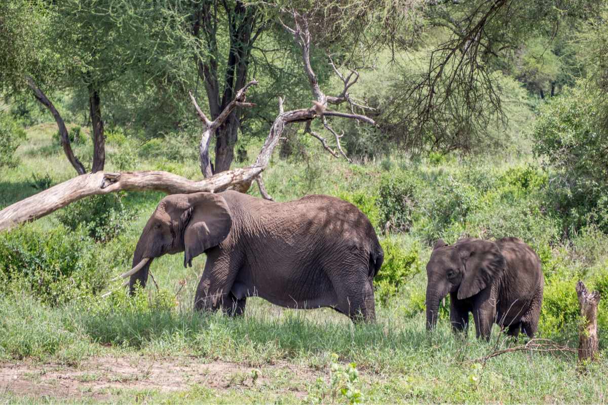 Elephant in Tarangire National Park