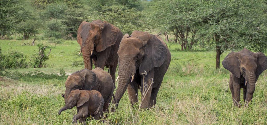 5 Days Safari