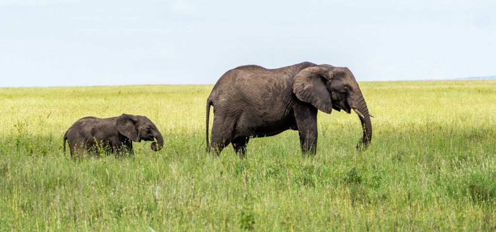 7‑Day Big Five Safari