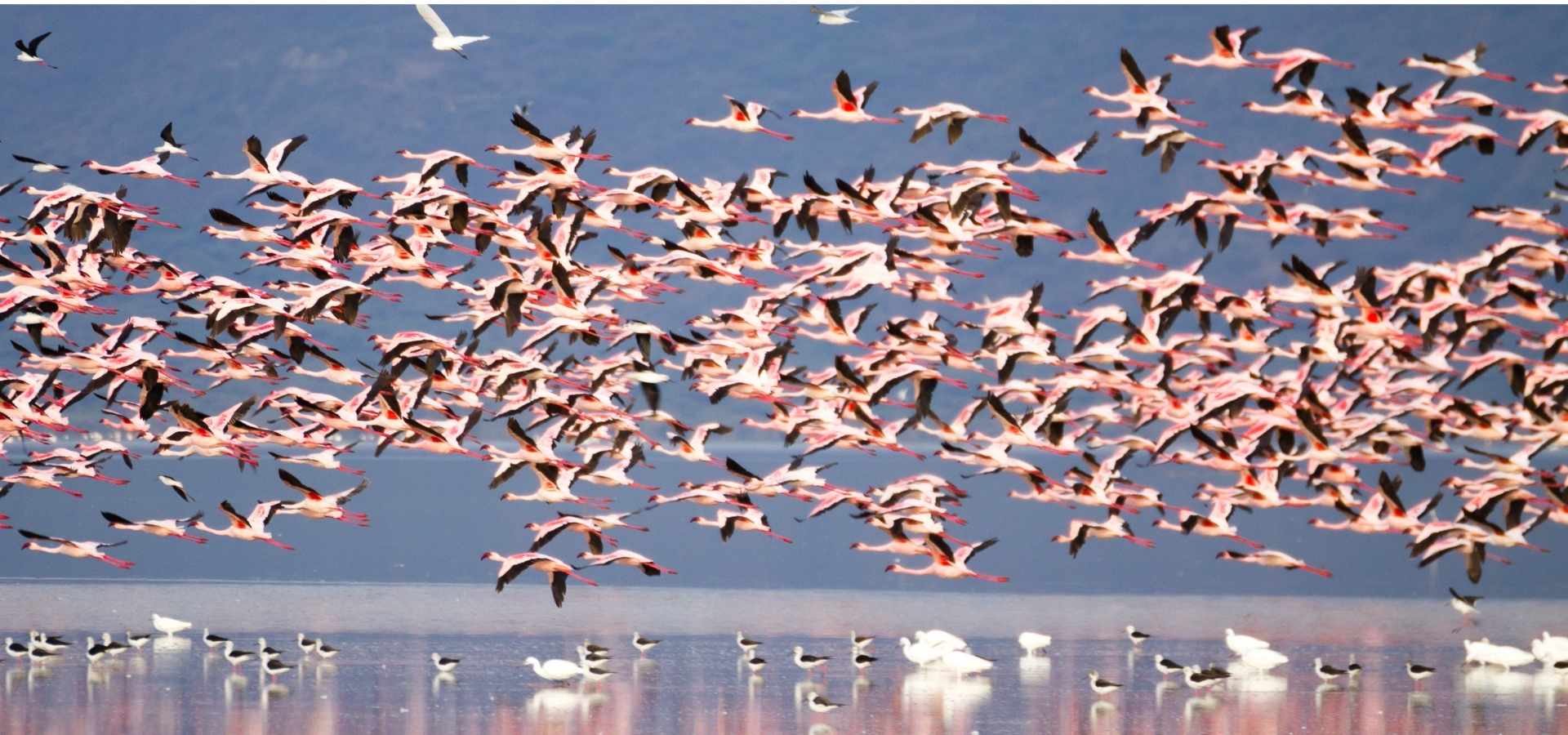 Flamingos at Lake Manyara Tanzania