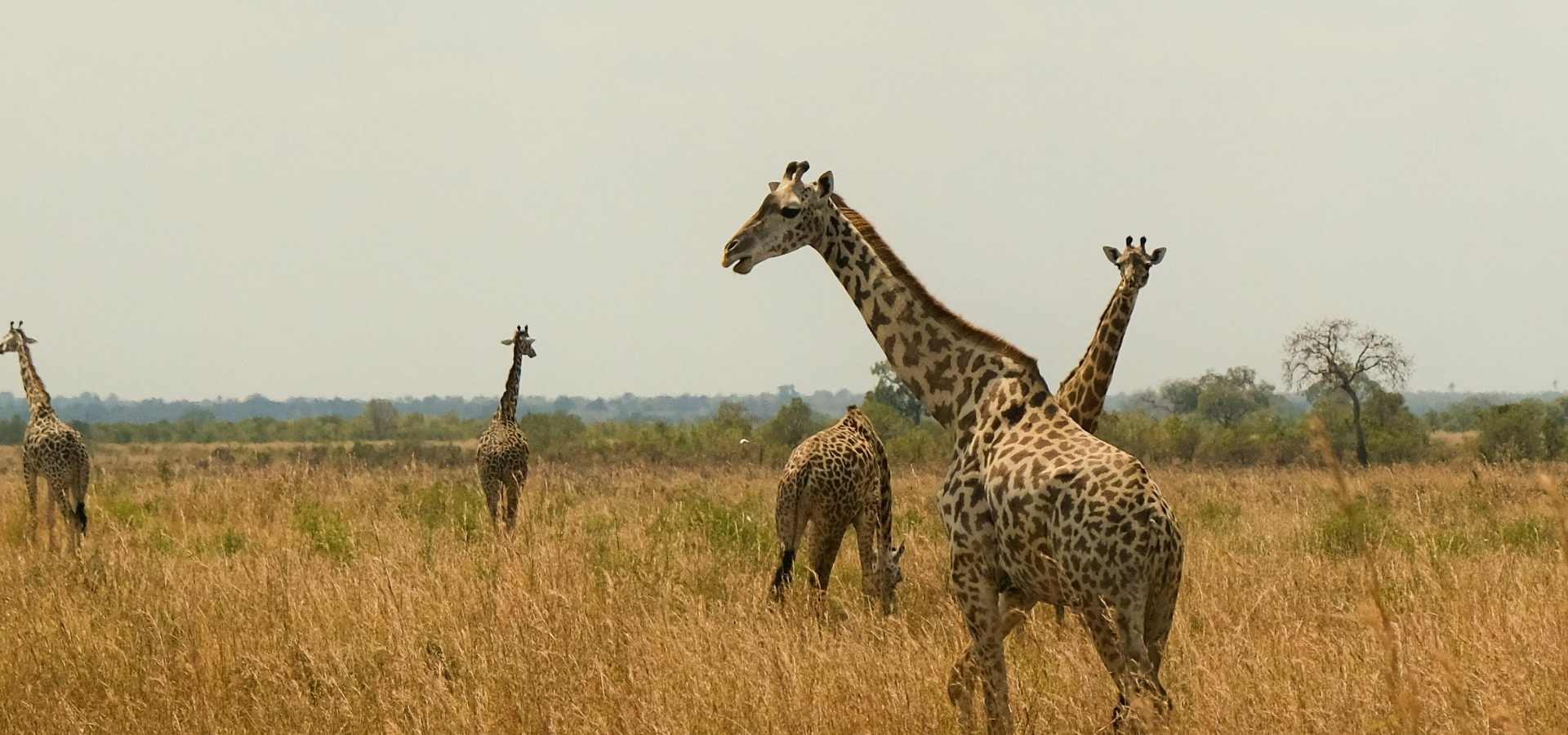 Giraffes roaming the Serengeti plains in Tanzania