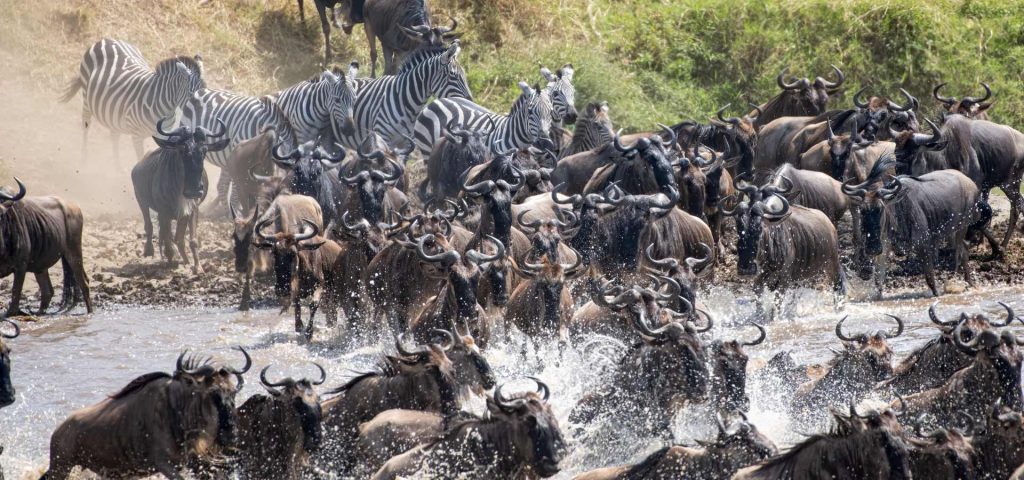 Great Migration Safari
