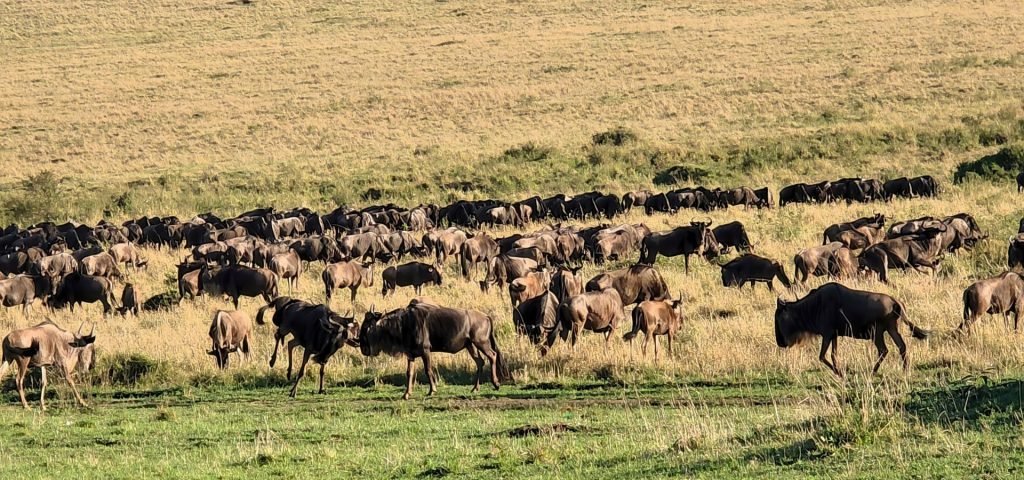 6 days Great Migration Safari