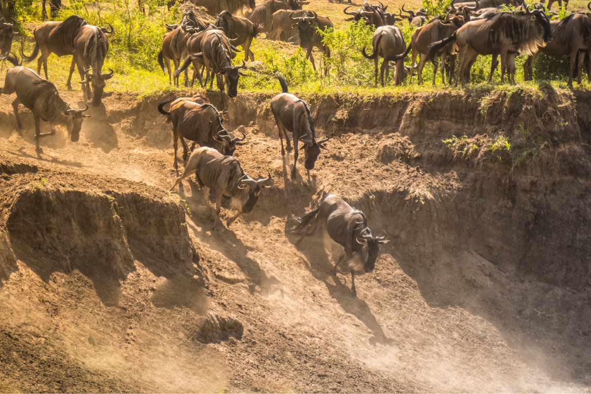 Great Migration wildebeest in Tanzania