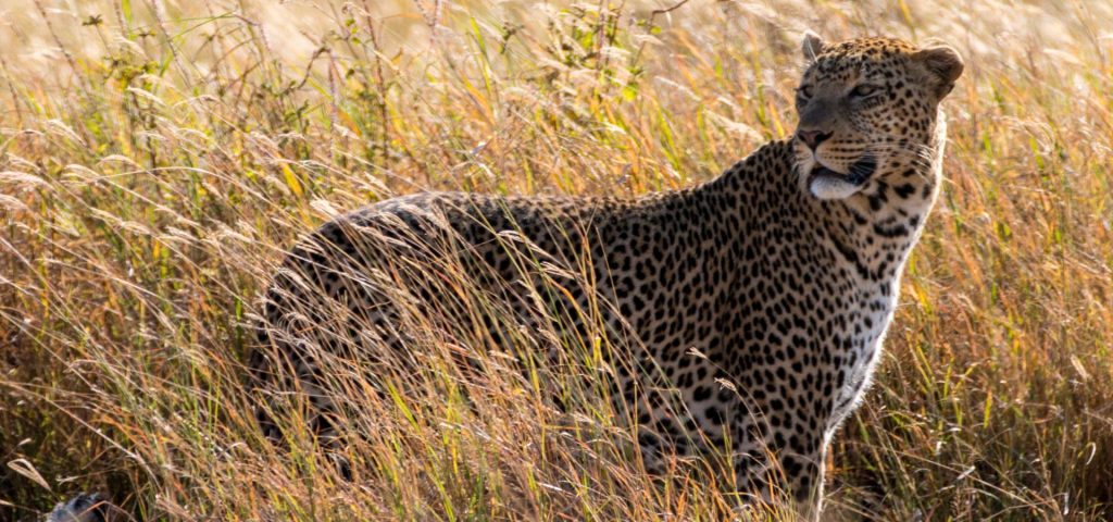 5-day Tanzania safari