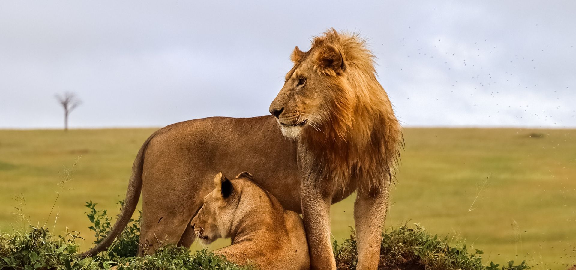 Best time for safari in Tanzania