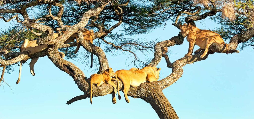 1 week tanzania safari