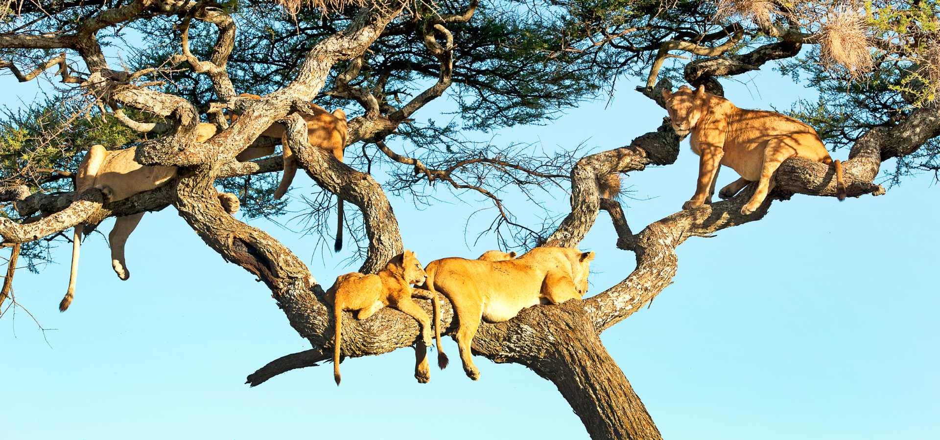 Lion in Serengeti National Park Tanzania