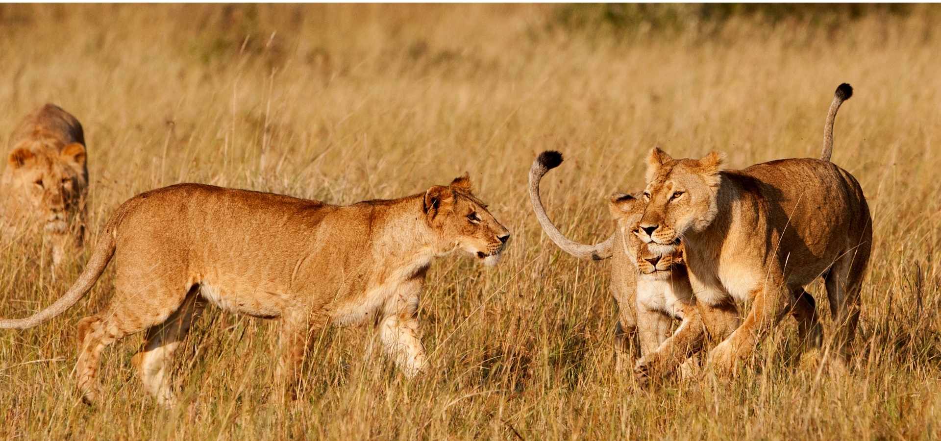 8-Day Tanzania Safari package from the US