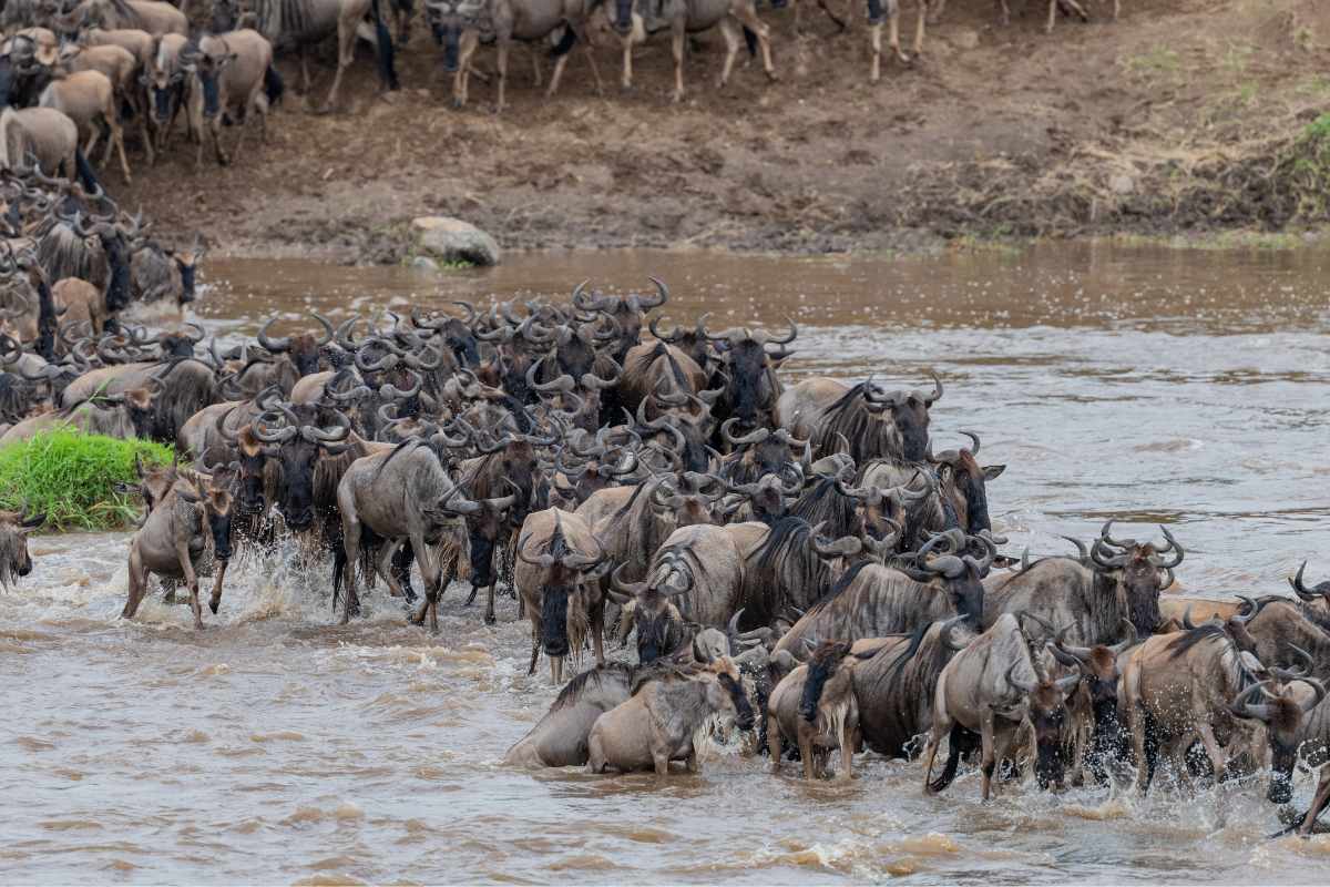 How to book a guided Tanzania safari online