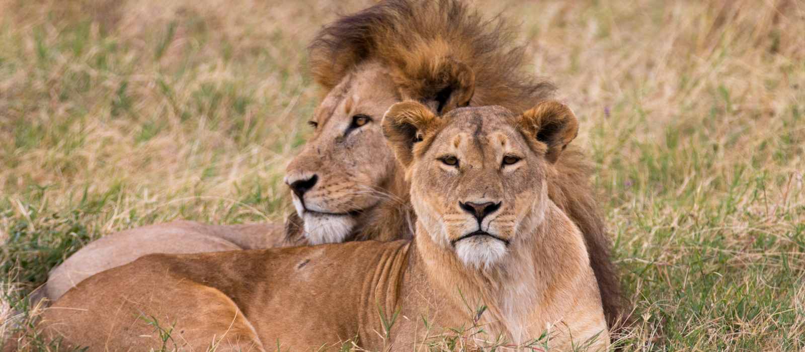 Lion pair in Ngorongoro Crater