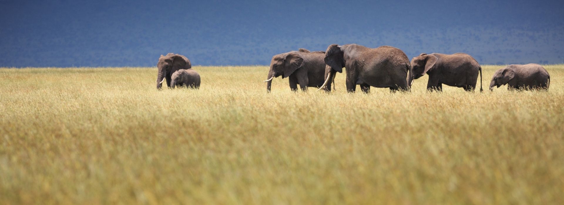 Elephant families in Tanzania